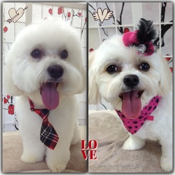 Two freshly groomed white dogs, with bandana, bow tie, and red hat hair clip.